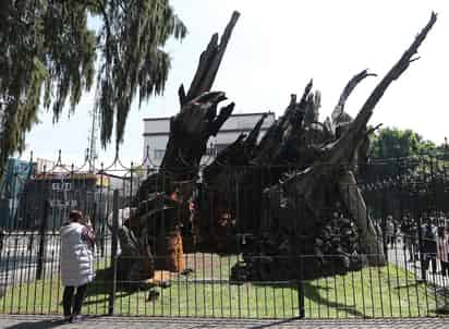 La plaza donde se ubica el ahuehuete junto al que el conquistador Hernán Cortés derramó sus lágrimas en la denominada Noche Triste tras perder una batalla el 30 de julio de 1520 se llama desde este martes Plaza de la Noche Victoriosa, un paso más en el afán del Gobierno mexicano en reescribir la historia de la conquista. (EFE)