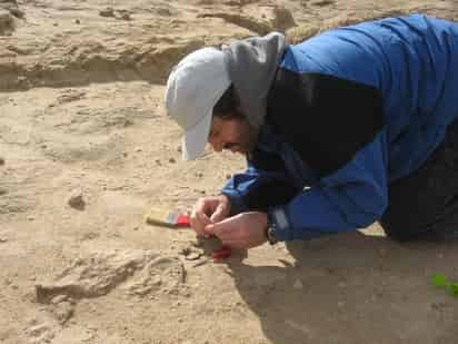 Hace unos cien mil años, la costa atlántica de Argentina era un lugar muy distinto al que hoy conocemos. Osos perezosos de cuatro metros de altura, manadas de elefantes suramericanos y armadillos de una tonelada campaban a sus anchas por la región pampeana, al igual que otro animal volador, el 'Desmodus draculae'. (ARCHIVO) 
