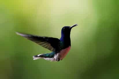 Barro Colorado, una isla formada por la construcción del Canal de Panamá y del lago artificial Gatún que lo alimenta, perdió en una centuria cerca de una cuarta parte de sus especies de aves pese a estar protegida de la perturbación humana, dijo el Instituto Smithsonian de Investigaciones Tropicales. (ARCHIVO) 
 