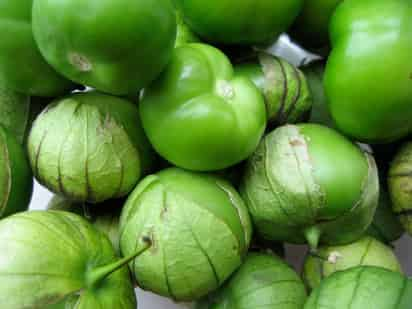 México es considerado el lugar de origen del tomate verde, también llamado tomatillo, puesto que dentro del país se conocen alrededor de 50 variedades, siendo la región donde se ha desarrollado la mayor diversidad conocida de la especie Physalis philadelphica.