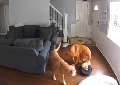 Un curioso y gracioso clip. (INTERNET)