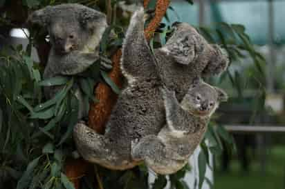 Un virus mortal que deteriora el sistema inmunológico y provoca enfermedades como cáncer en los koalas es transmitido de madres a crías, según un estudio académico. (ARCHIVO)
 