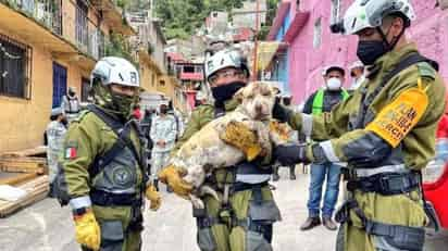 Entre las mascotas rescatadas, se encuentra una perrita pitbull que fue encontrada entre los escombros deshidratada y con golpes (ESPECIAL) 