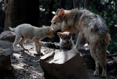 Un estudio realizado en España sobre la convivencia con el lobo ilustra la importancia de trabajar con las comunidades rurales para encontrar soluciones adaptadas a sus necesidades y condiciones locales, según publica Frontiers in Conservation Science. (ARCHIVO) 
 