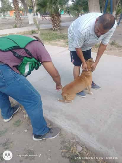 A la fecha se han vacunado 900 mascotas en las campañas que se realizan en ejidos. (EL SIGLO DE TORREÓN)