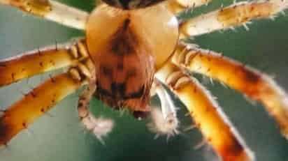 Un estudio desarrollado por investigadores de la Universidad San Francisco de Quito y el Instituto Nacional de Biodiversidad (INABIO) describe por primera vez un tipo de rara araña cazadora en Ecuador, localizada en la región amazónica. (ESPECIAL)
 