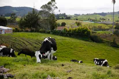 Quien ya estudió por lo menos un poco de nutrición de los rumiantes conoce los desafíos de mantener un rumen saludable. (ARCHIVO)