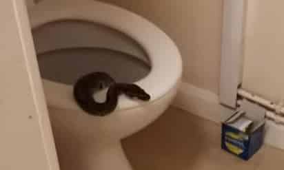 La serpiente fue entregada a una caridad (CAPTURA)