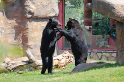 El MUDE ha recibido más de 20 animales en los últimos años. (ARCHIVO)