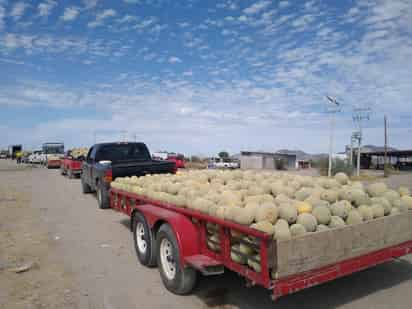 Productores pasan por una buena racha de las llamadas cosechas tardías. (MARY VÁZQUEZ)