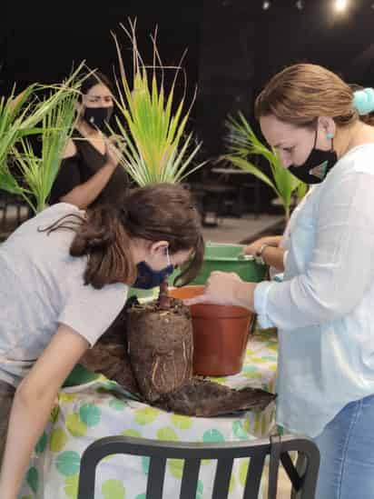 Se brindó mantenimiento a 9 mil 899 árboles y plantas de ornato en el vivero municipal. (ESPECIAL)