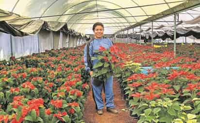 Al año, Ana Laura y su familia producen más de 700 mil plantas y flores que pueden ser usadas en la cocina o en la medicina tradicional. (ESPECIAL) 