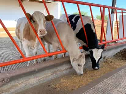 Se plantea la instalación de cámaras en cada explotación, además de ampliar los espacios, lo que representa un costo muy elevado. (EL SIGLO DE TORREÓN)