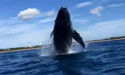 La mujer asegura que grita cada vez que ve una ballena (CAPTURA)