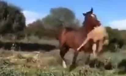 Se desconoce la razón por la cual el caballo atacó a la oveja (CAPTURA)