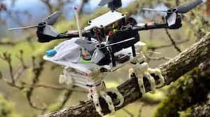 Millones de años de evolución han logrado que el despegue y aterrizaje de los pájaros parezca fácil, independientemente de la rama que usen. Una habilidad que ha inspirado un robot que puede volar, agarrar objetos y posarse en diversas superficies.