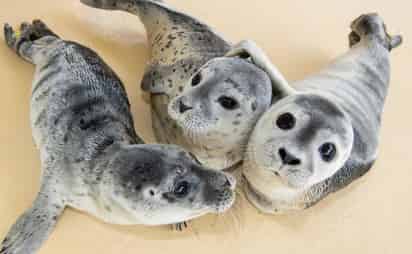 Científicos de Suiza y Países Bajos anunciaron un nuevo método para calcular mediante inteligencia artificial y fotos aéreas la población de focas en una determinada zona, algo con lo que esperan mejorar el estudio y protección de ésta y otras especies en peligro. (ARCHIVO)