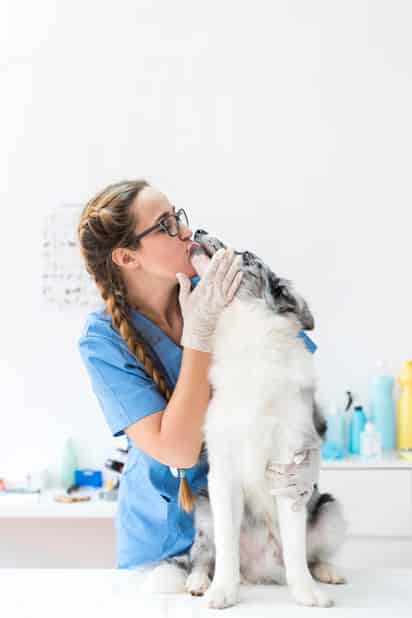 Profesiones ideales para los amantes de los animales