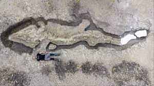 Un empleado de la Reserva Natural de Rutland Water, en Inglaterra, halló por casualidad el fósil de un enorme 'dragón marino' (ictiosaurio), según revela la cadena pública británica BBC. (ESPECIAL)