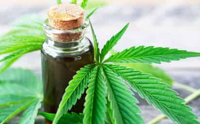 Científicos estudian el cannabidiol en pro para prevenir la infección por COVID-19 (ESPECIAL)