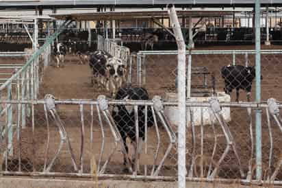 Macosay señaló que, con el aumento de la leche en los precios se ha podido equilibrar ligeramente esta situación. (ARCHIVO)