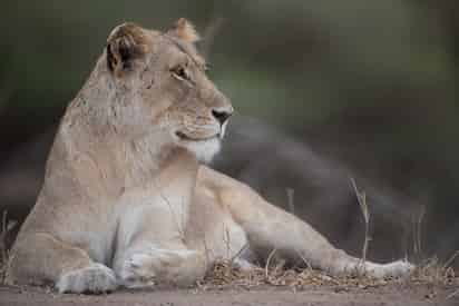 Una leona mató a su cuidador en un zoológico de Irán el domingo y se escapó con un león macho, merodeando por el parque antes de ser capturada, reportó la prensa local. (ESPECIAL)