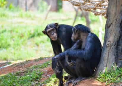 La primera vez que observaron este comportamiento fue en 2019, cuando una chimpancé llamada Suzee inspeccionaba una herida en el pie de su hizo adolescente. (ESPECIAL) 