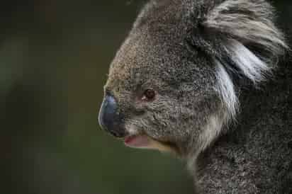 Australia declaró el viernes al koala especie en peligro. (ARCHIVO) 