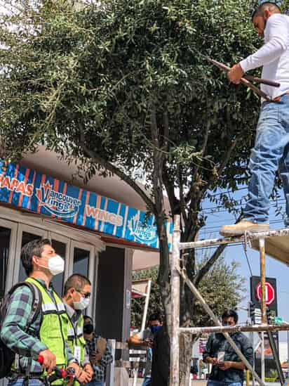 La tala de árboles sí está prohibida, en estos casos, se tiene que solicitarse un permiso oficial.