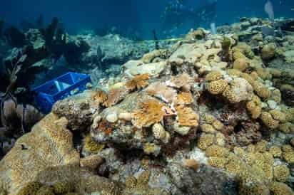 El estudio se publica en la revista Plos Climate y en él los autores describen 150 años de historia de la temperatura de la superficie del mar en toda la región del Gran Caribe. (ARCHIVO) 