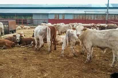 Como se informó, se colocarán aretes a los animales que nazcan.