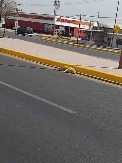 El perro fue pintado junto con la cordonería del camellón central del periférico, lo que provocó indignación en redes sociales.