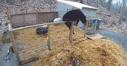 La dueña de los cerdos estaba dentro de su hogar al momento del ataque (CAPTURA)