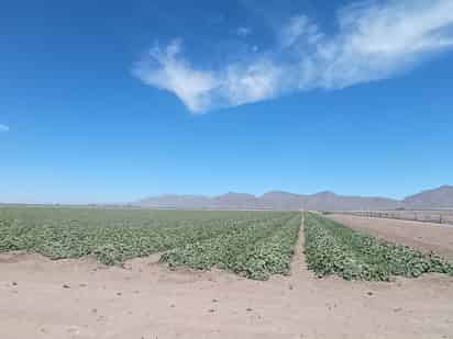 La planta de melón aguantó un poco las bajas temperaturas.