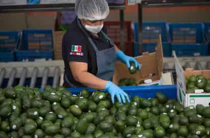 Costa Rica suspendió la importación del aguacate mexicano por temor a la presencia del viroide de la mancha del sol (ASBVd). (ARCHIVO)