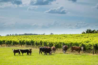 Argentina es el primer exportador mundial de aceite y harina de soja. (ARCHIVO)