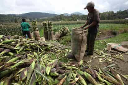 En México se consumieron 44 millones de toneladas de maíz en 2021, pero el país produjo 27 millones e importó unos 17 millones de toneladas, principalmente de Estados Unidos. (ARCHIVO)