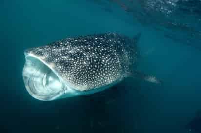 Los tiburones ballena son gigantes oceánicos de movimientos lentos que pueden llegar a medir hasta 20 metros de longitud. (EFE)