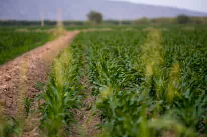 Entregarán apoyos a productores del campo en San Pedro. (EL SIGLO DE TORREÓN)