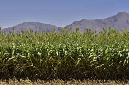 La Cámara Agrícola consideró que la problemática se resume en la necesidad de un mayor apoyo a la tecnificación del campo. (EL SIGLO DE TORREÓN)