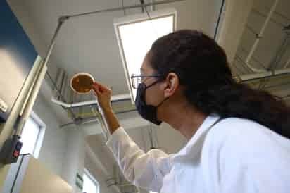 Se está trabajando también en otras áreas como son los alimentos para consumo humano y animal, así como en la producción de otro tipo de productos que son útiles para el hombre. (ARCHIVO)