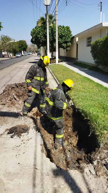 El personal del departamento de Bomberos atendió el reporte.
