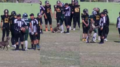 Perrito lagunero cautiva al querer unirse a partido de futbol americano