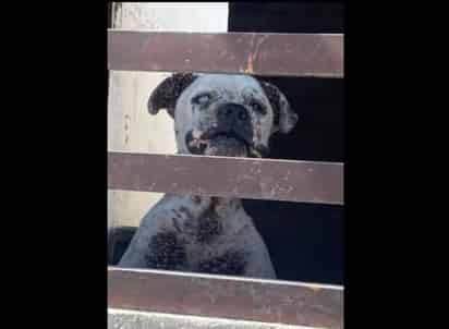 Carecen torreonenses de responsabilidad hacia los animales. (EL SIGLO DE TORREÓN)