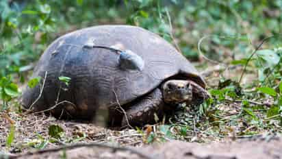 Algunas de estas especies pueden reducir su tasa de senescencia en respuesta a las mejores condiciones de vida en zoológicos y acuarios. (EFE)