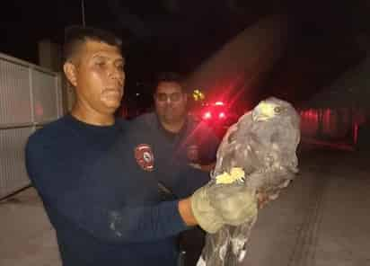 Bomberos rescataron un águila herida en una colonia.