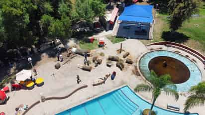 El árbol se vino abajo en el área de albercas del club y terminó sobre el chapoteadero. (EL SIGLO DE TORREÓN)