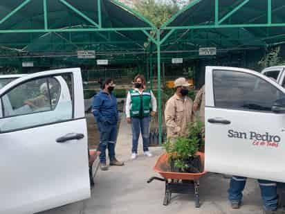 El departamento de Ecología y Medio Ambiente de San Pedro de las Colonias logra la donación de 5 mil árboles. (EL SIGLO DE TORREÓN)