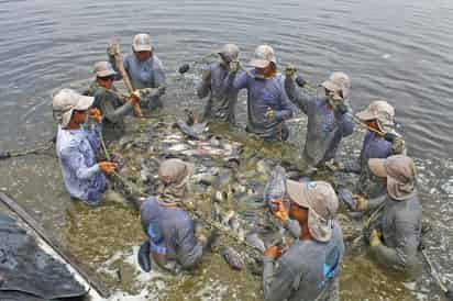 México sera sede el próximo año de un foro internacional en el rubro de pesca y acuacultura. (EL SIGLO DE TORREÓN)