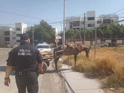 Envían a caballo a la Asociación Arre, propetario fue detenido. (EL SIGLO DE TORREÓN)